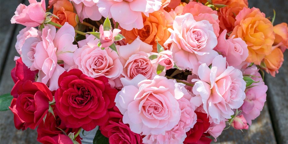 Bouquet de roses Meilland Richardier