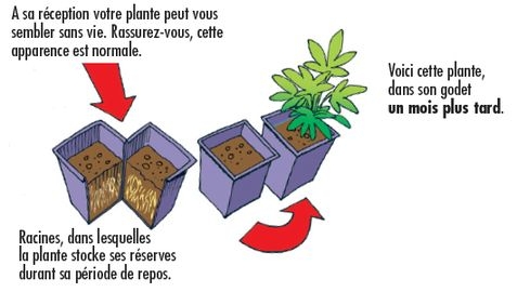 Comment faire pousser des plantes