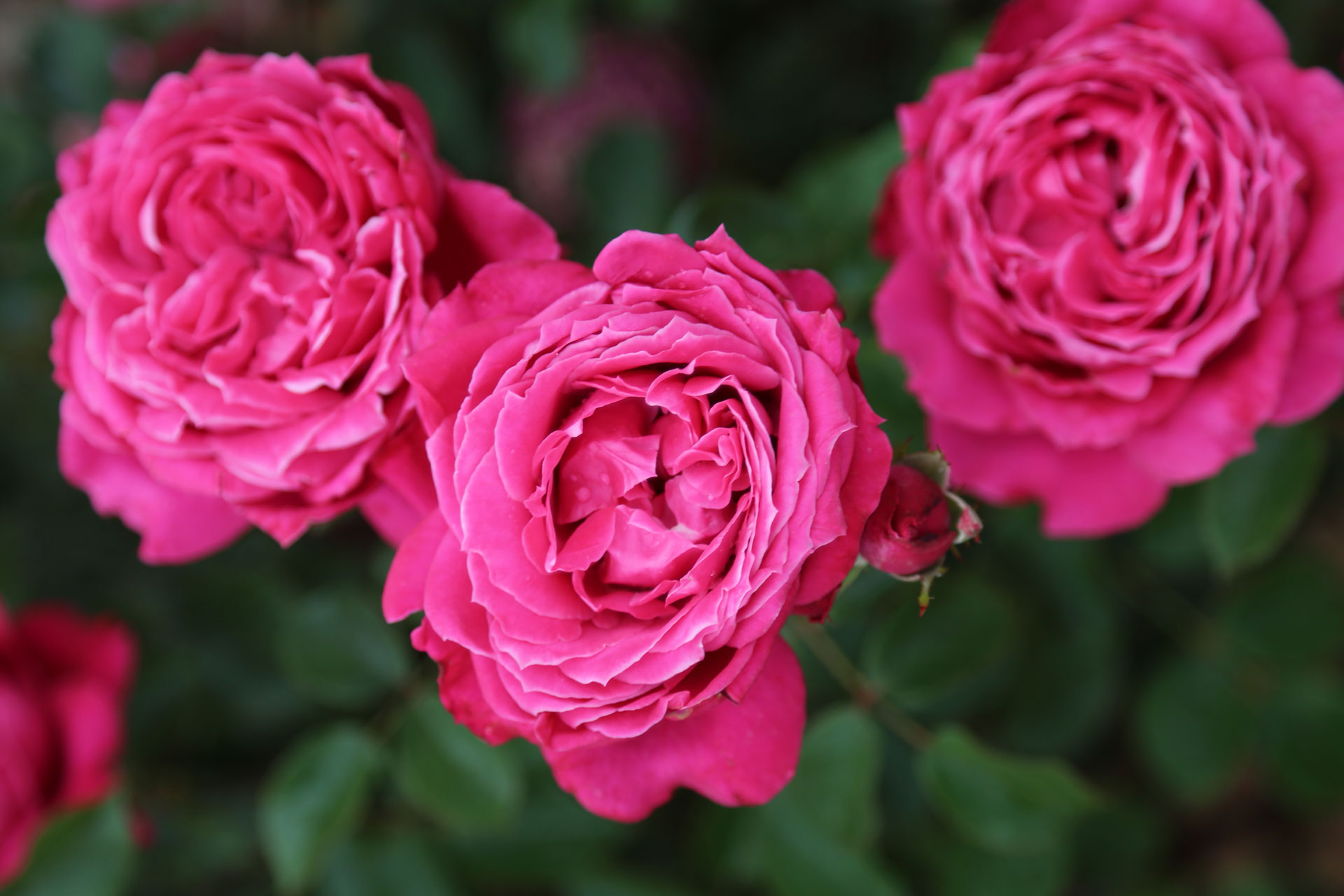 Nouvelle rose Alexandre Astier - gros plan