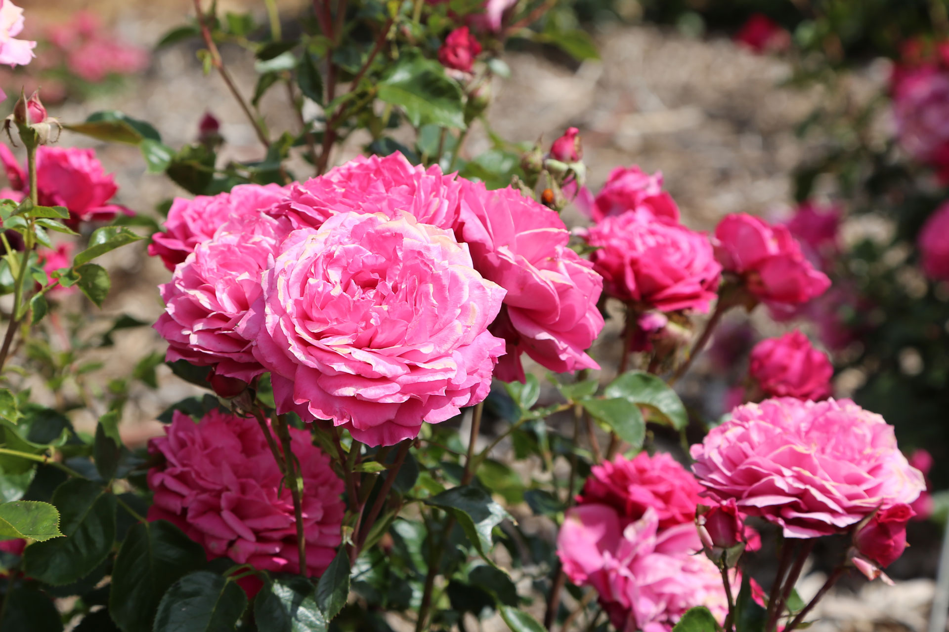 Nouvelle rose Alexandre Astier