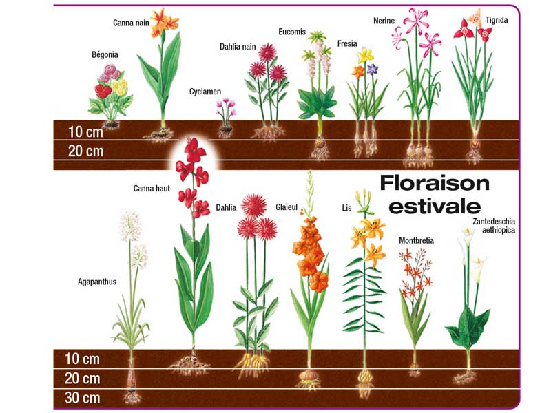 Bulbe : conseils de plantation