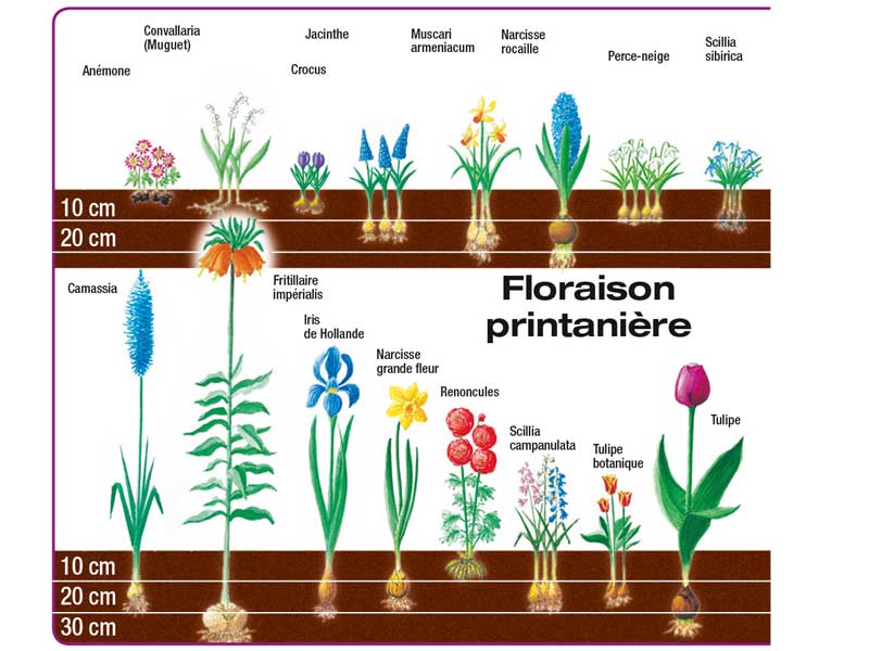 30 cm yangGradel Foret hélicoïdal pour Planter des bulbes de literie 
