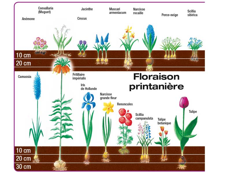 Bulbe : conseils de plantation