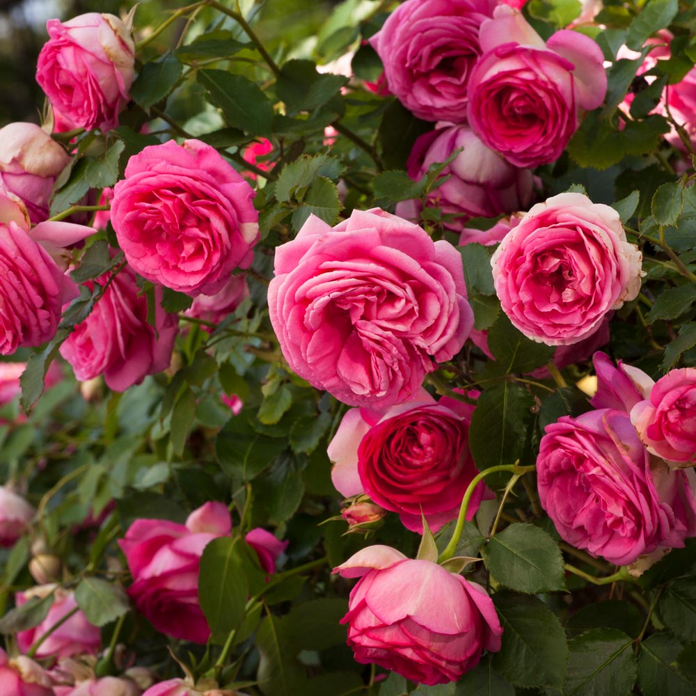 Rosiers grimpants : tous nos conseils