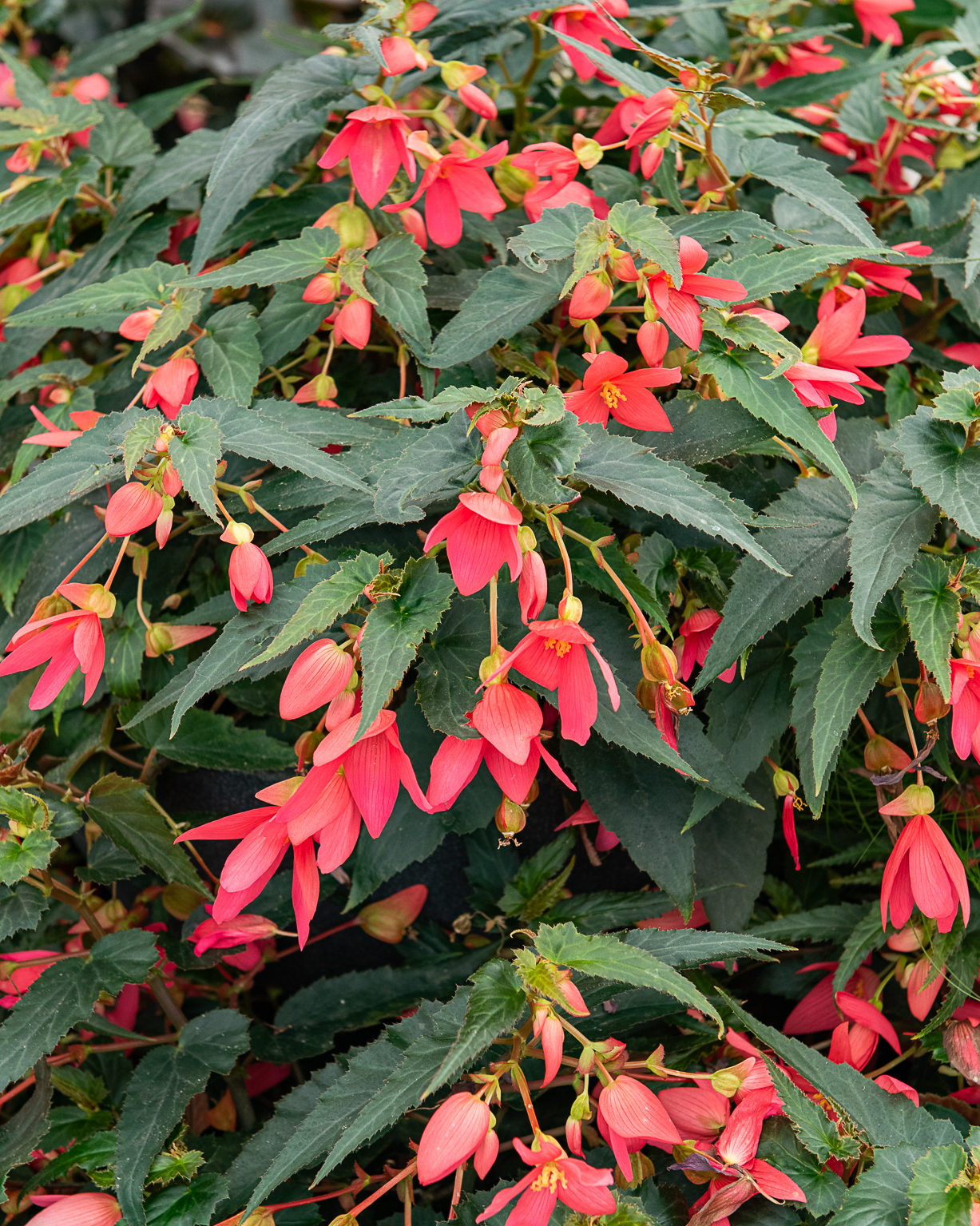 Conseil begonia