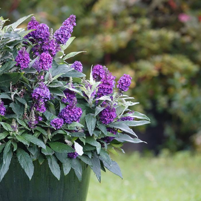 Conseils buddleias