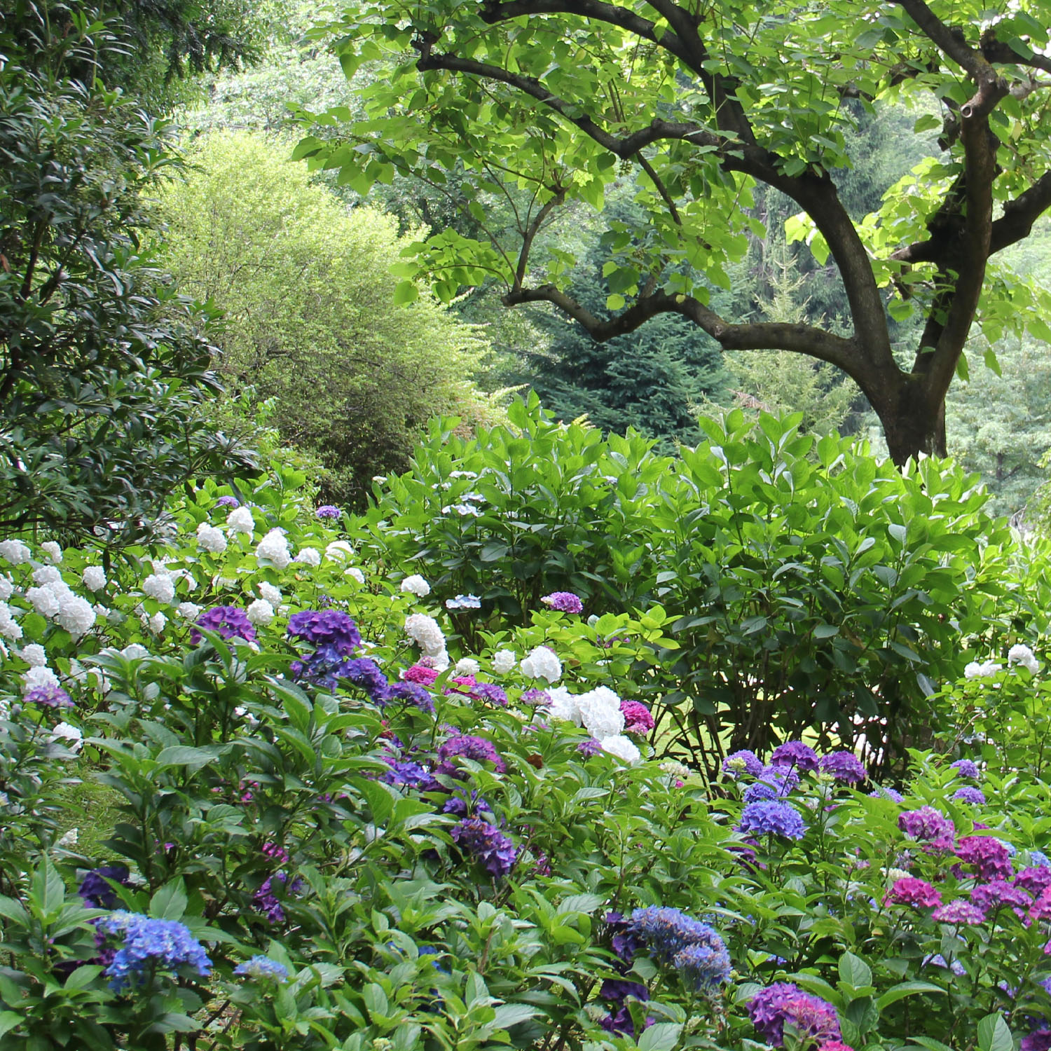 Conseils hortensias