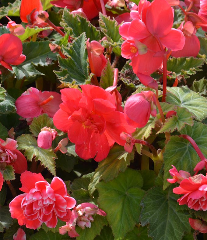 Bégonias en bulbes : tous nos conseils
