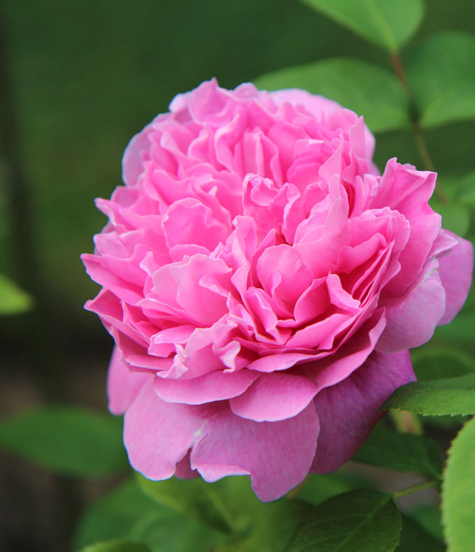 Rosiers buissons : tous nos conseils 