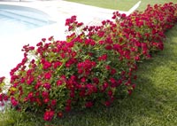 quand planter des rosiers