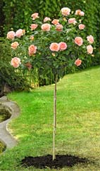 quand planter les rosiers