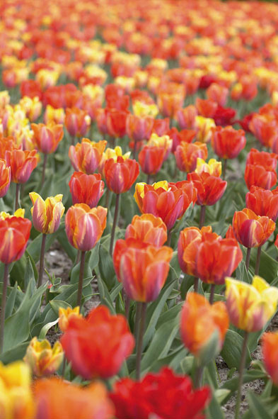 a quelle periode planter les bulbes de tulipes