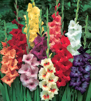 a quelle periode planter les glaieuls