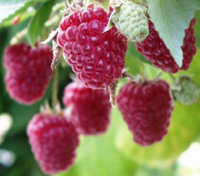 quand planter framboisiers et fraisiers