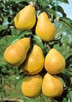 quand planter poirier williams