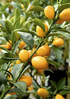 quand planter agrumes