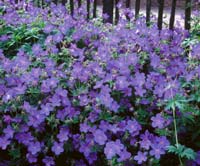 quand planter geranium vivace