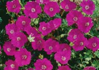 quand planter geranium vivace