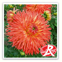 quand faut il planter les dahlias