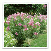 ou planter un laurier rose