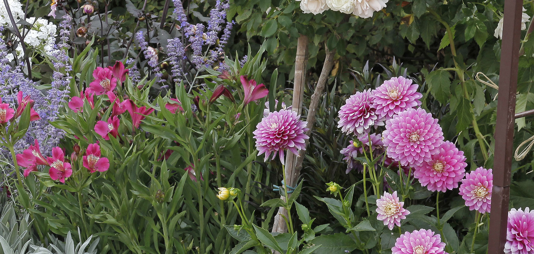 Fleurs à Bulbes