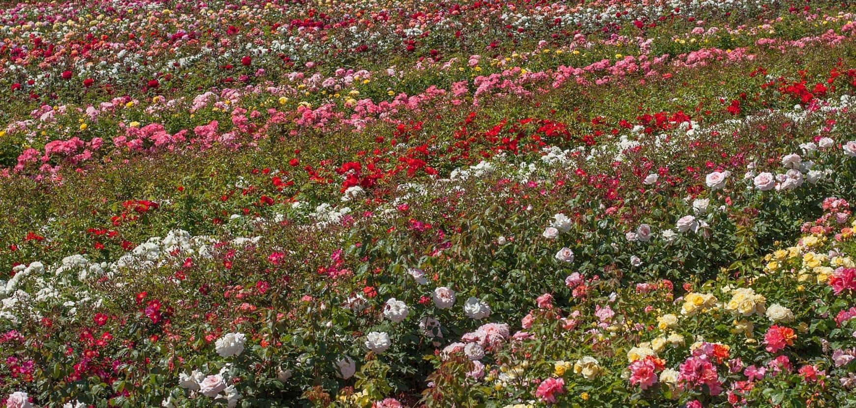 Rosiers Rosiers
