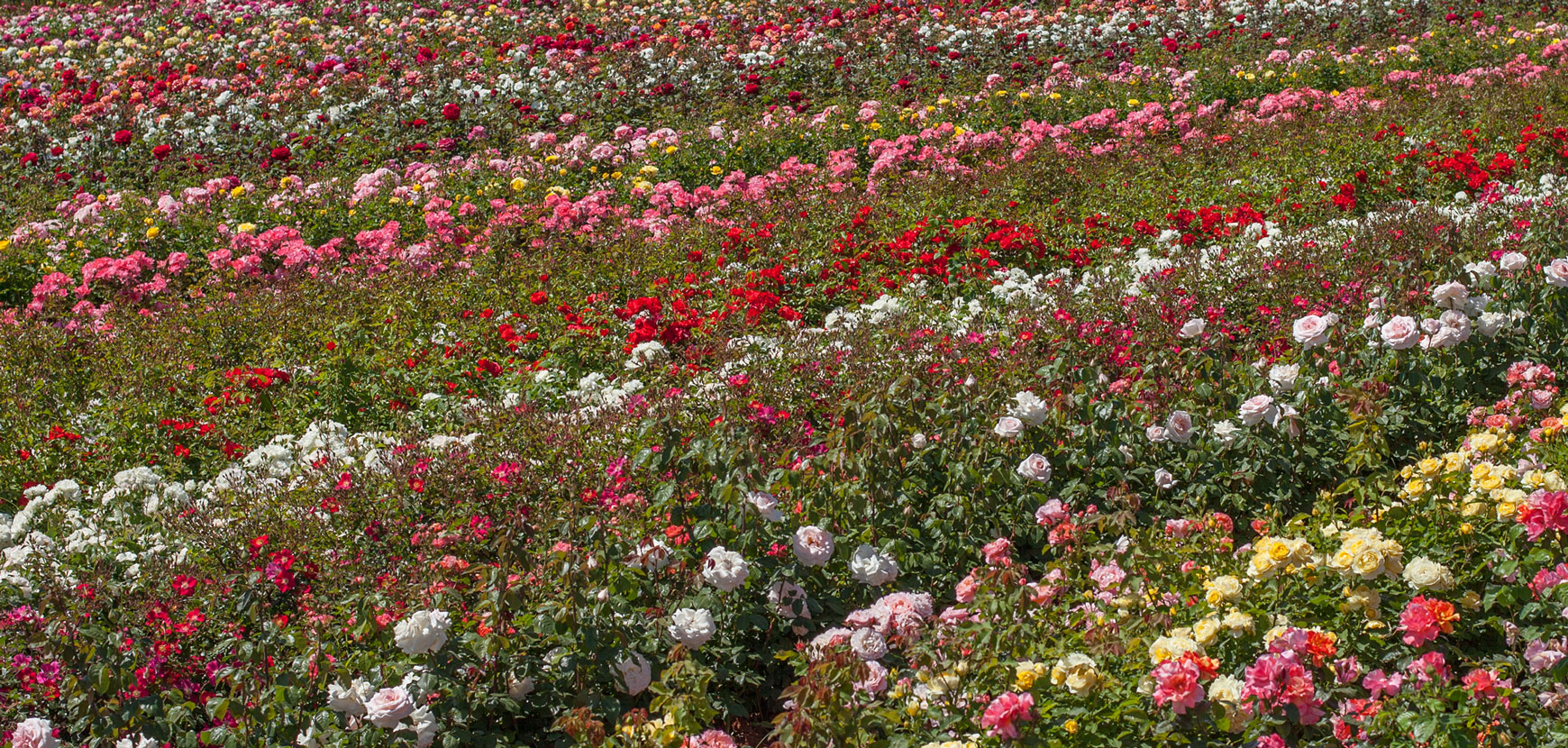 Rosiers