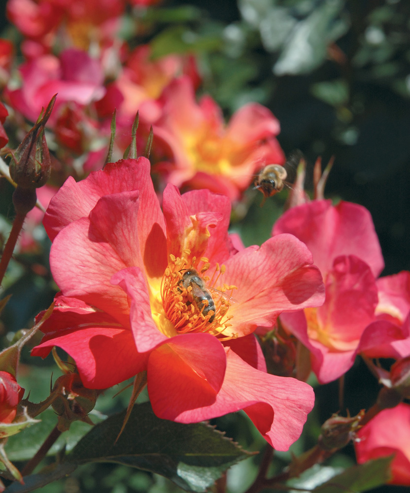 Fleurs à semer