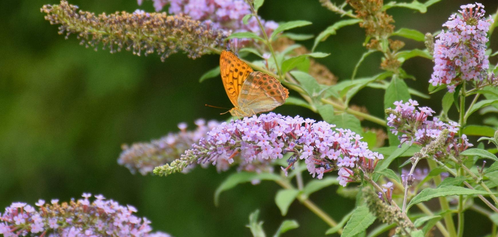 Buddleias, Arbres à papillons ou Buddleja davidii