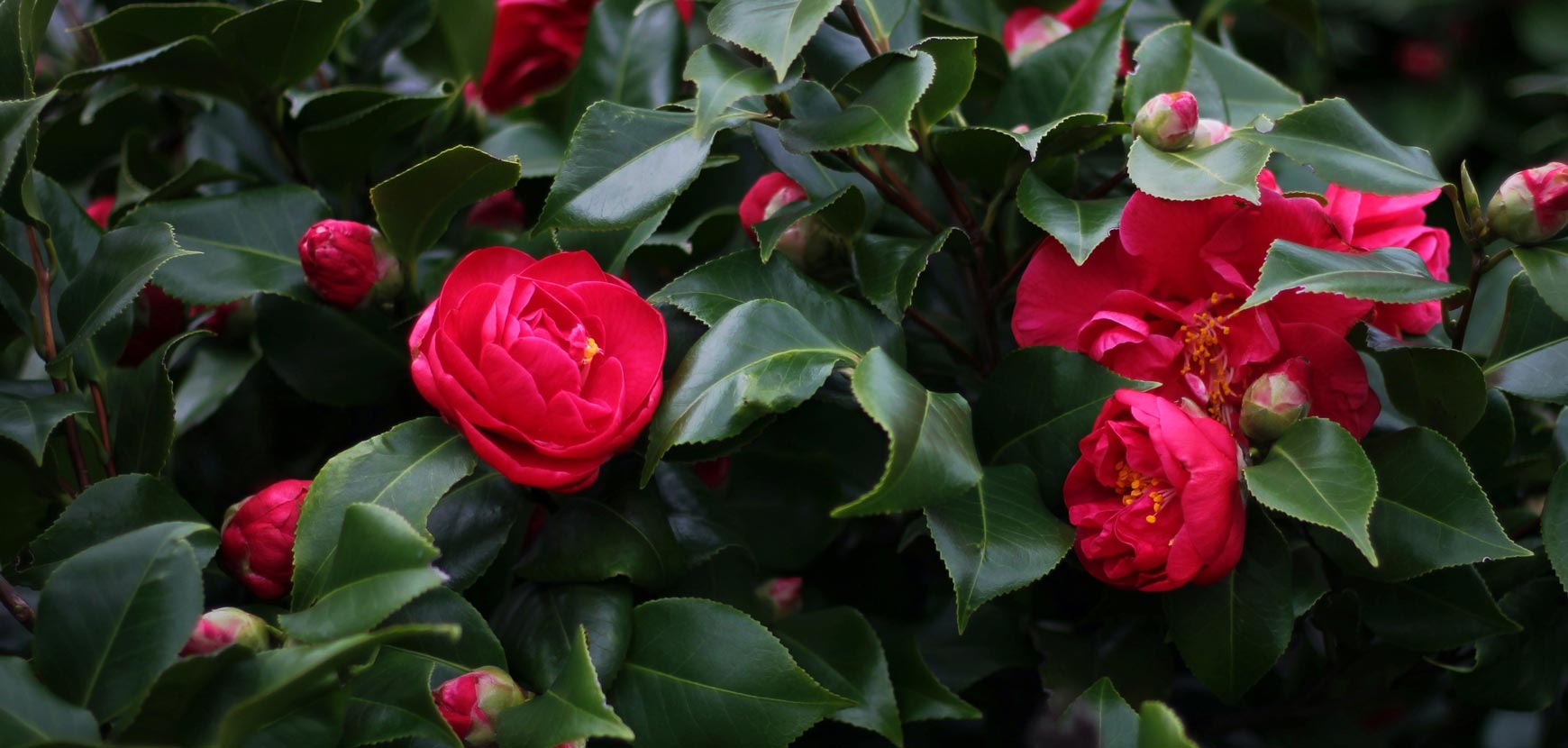 Camélias ou Camellia