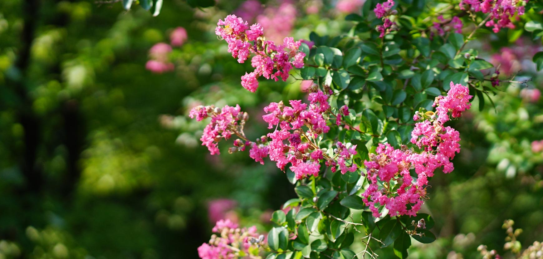 Lagerstroemia ou lilas des Indes