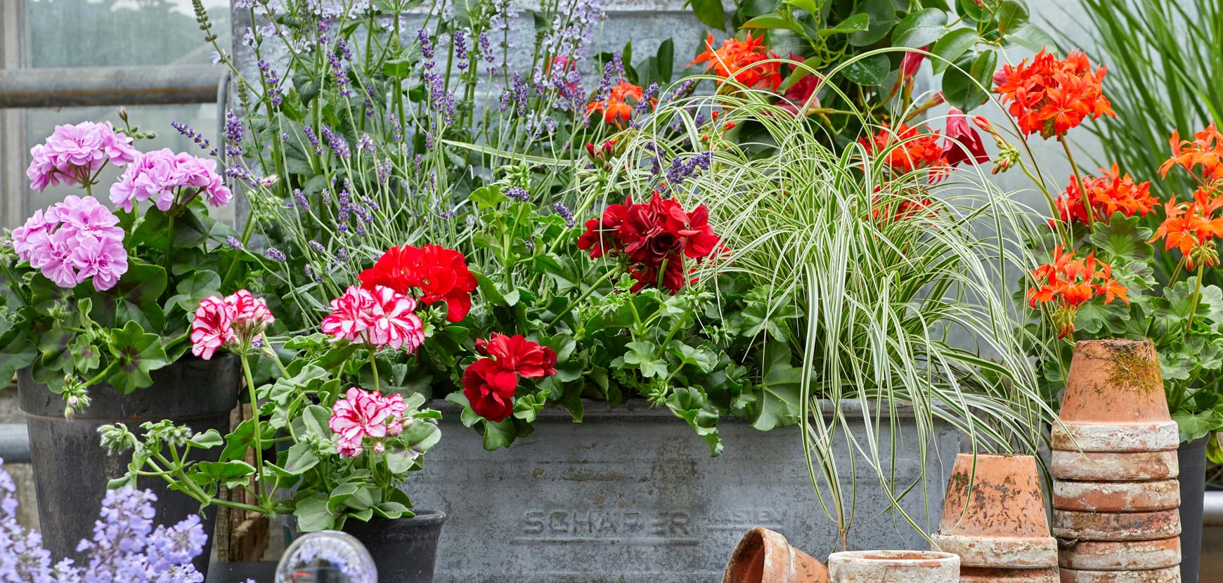 Annuelles à planter au Printemps Annuelles à planter au Printemps
