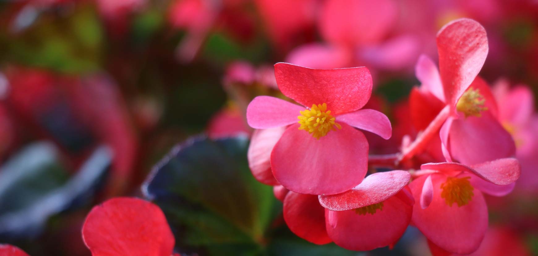 Bégonias annuels