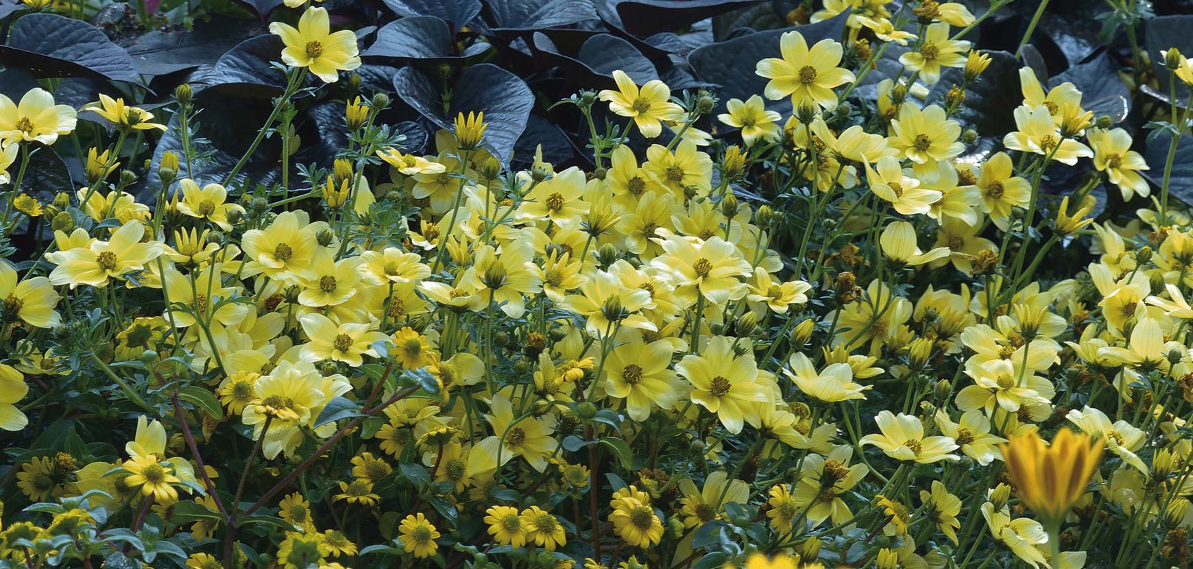 Bidens Bidens