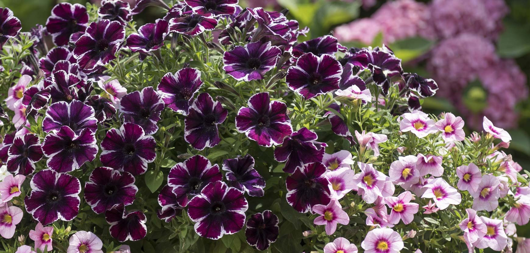 Autres plantes annuelles Autres plantes annuelles