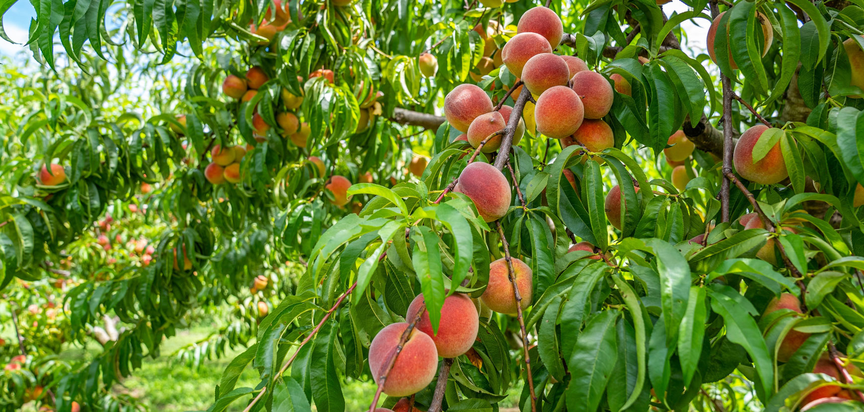 Pêchers et nectariniers