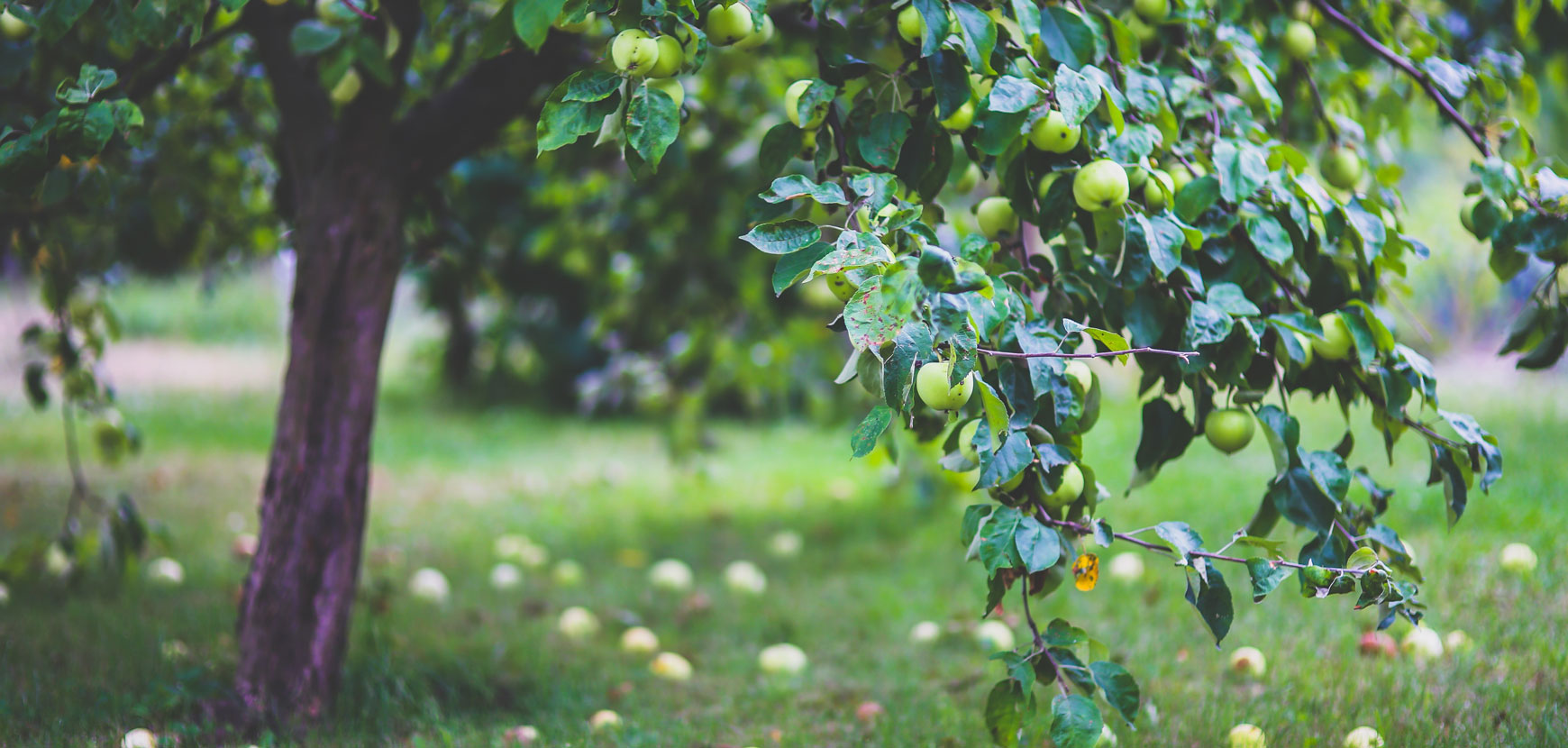 Arbres fruitiers