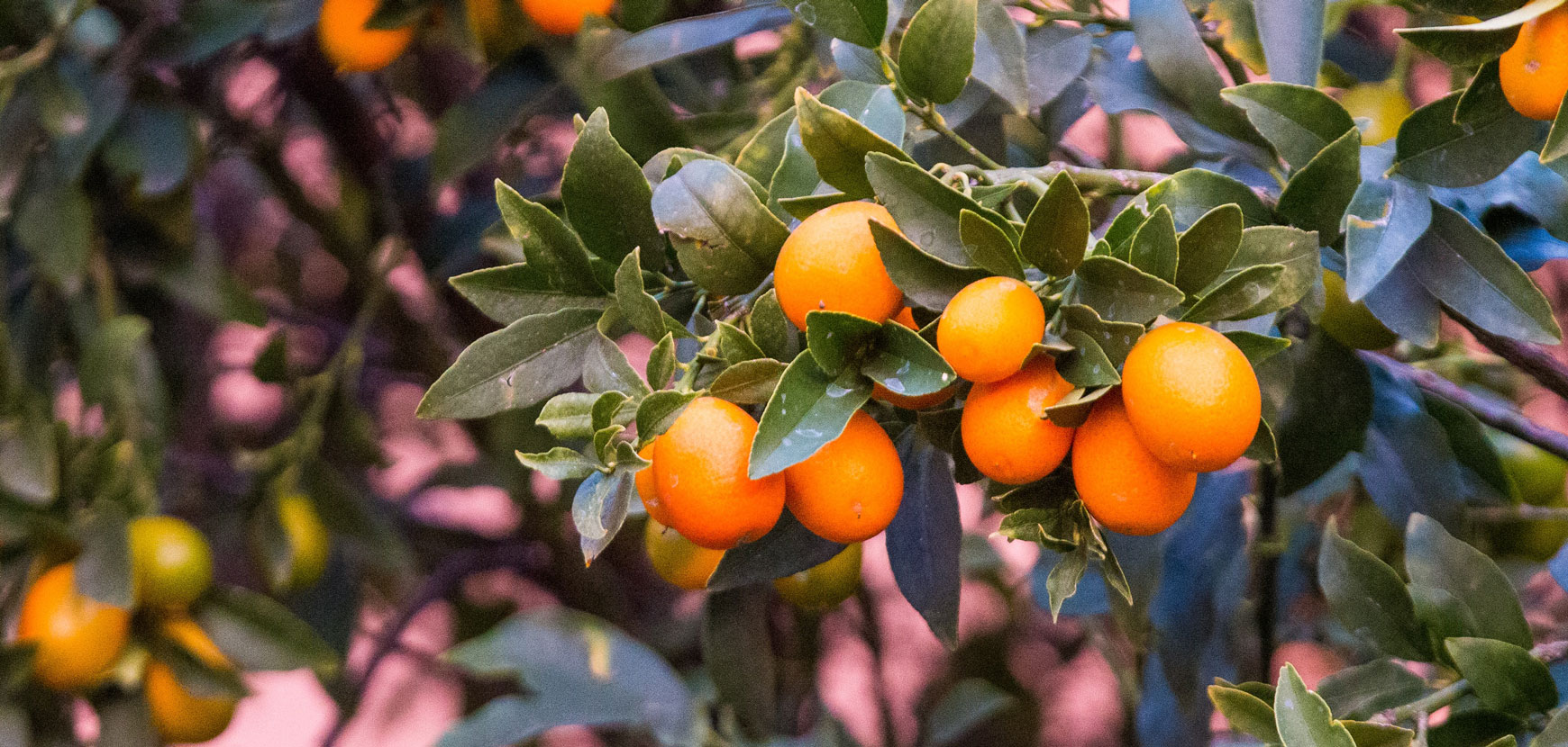 Un jardin aux accents méditerranéens