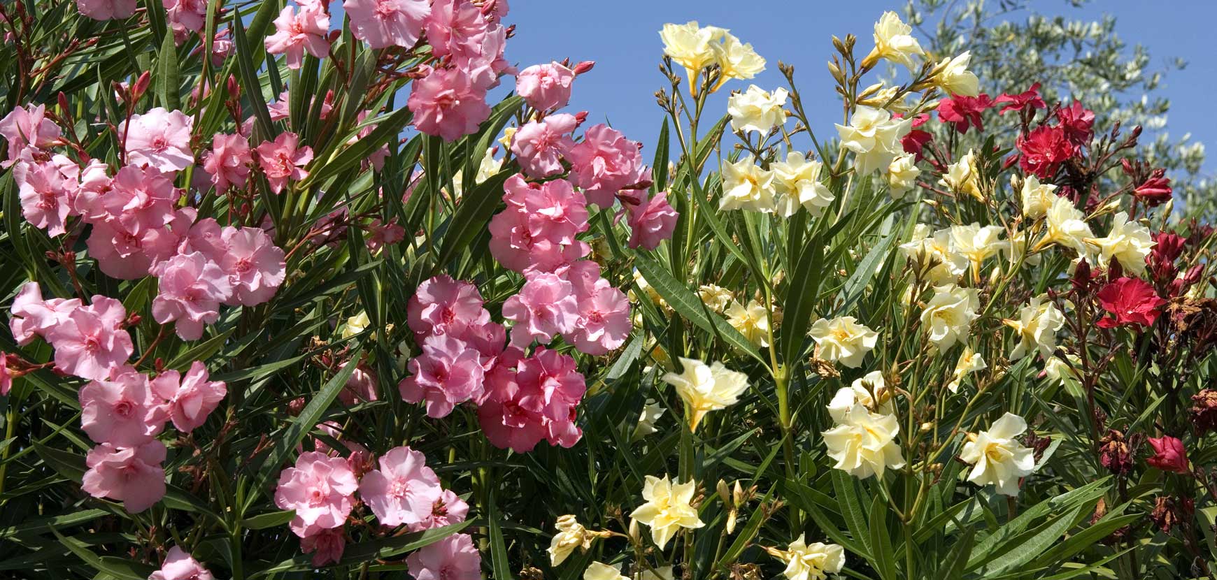 Rosiers buissons Rosiers buissons