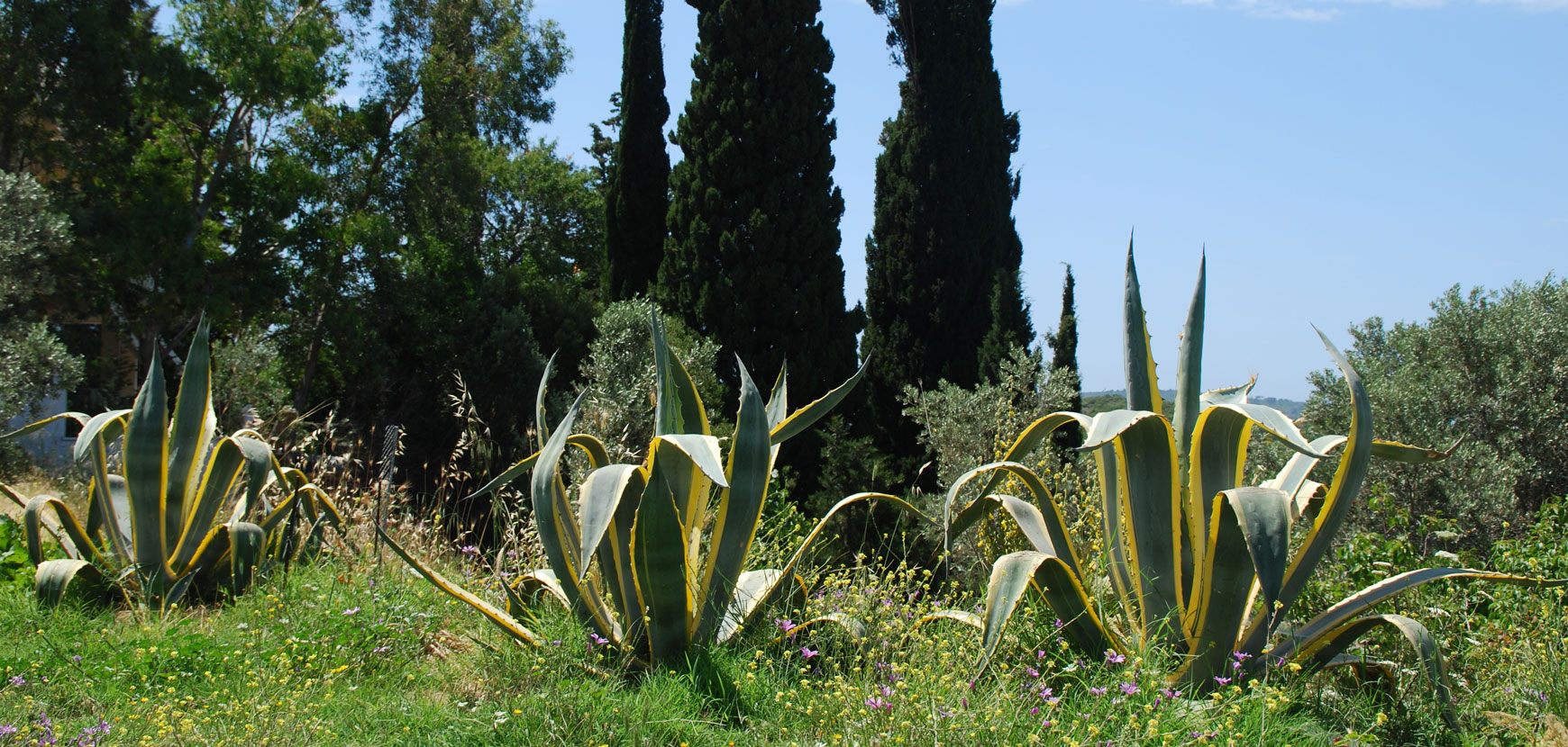 Autres arbustes méditerranéens
