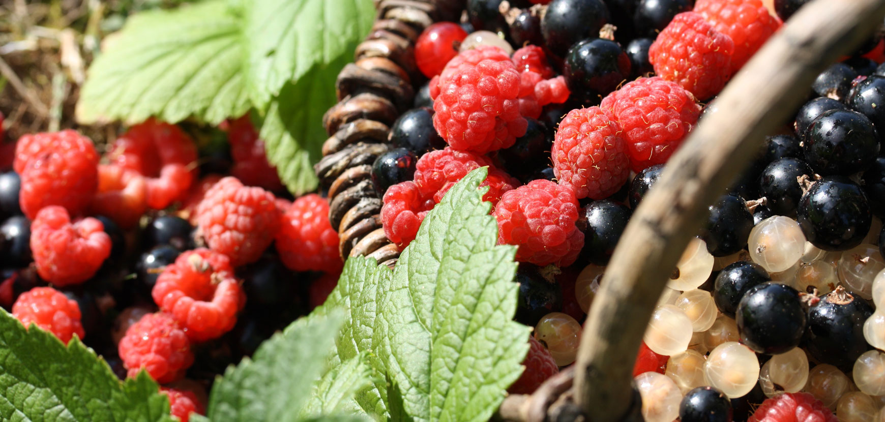 Petits fruits Petits fruits