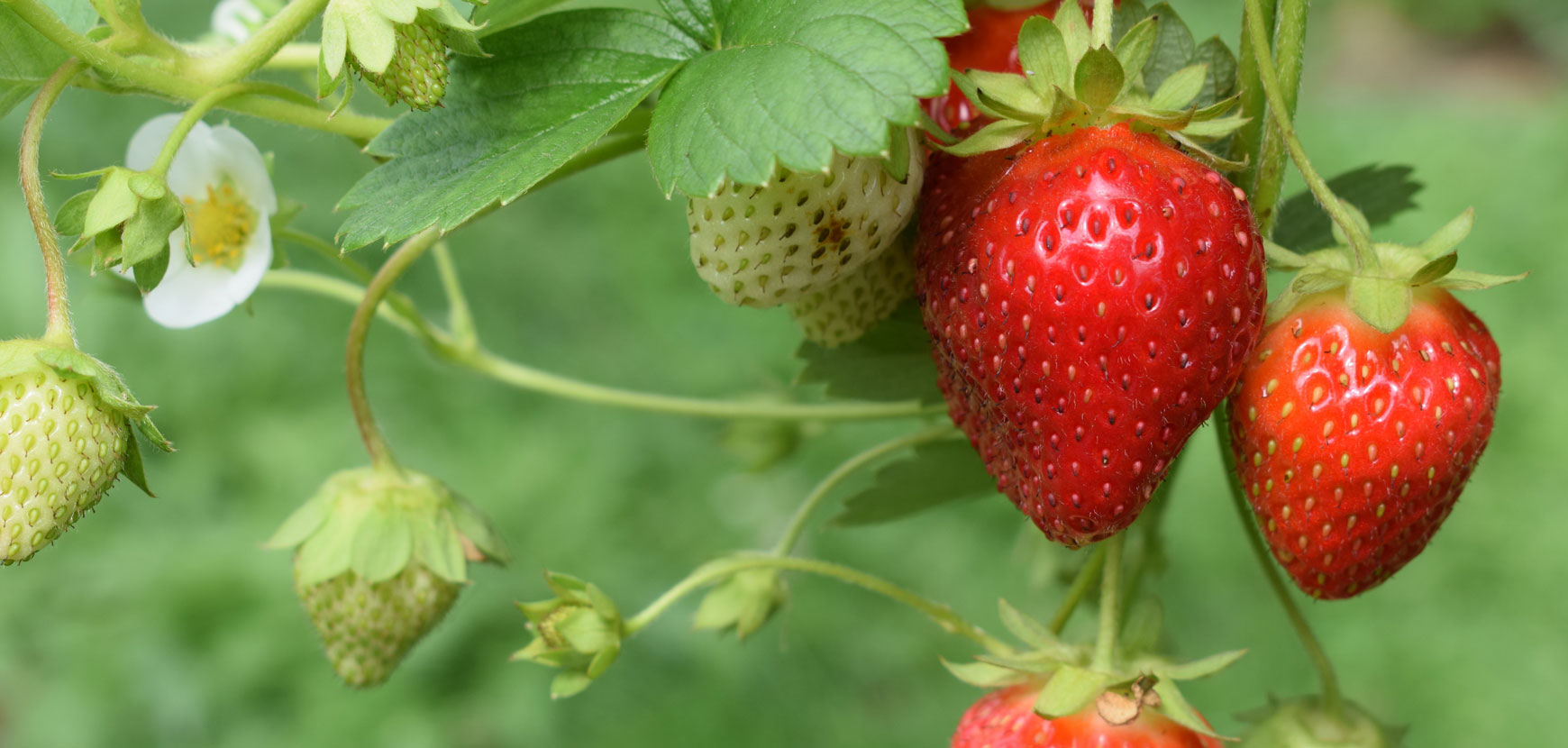 Fraisiers Fraisiers