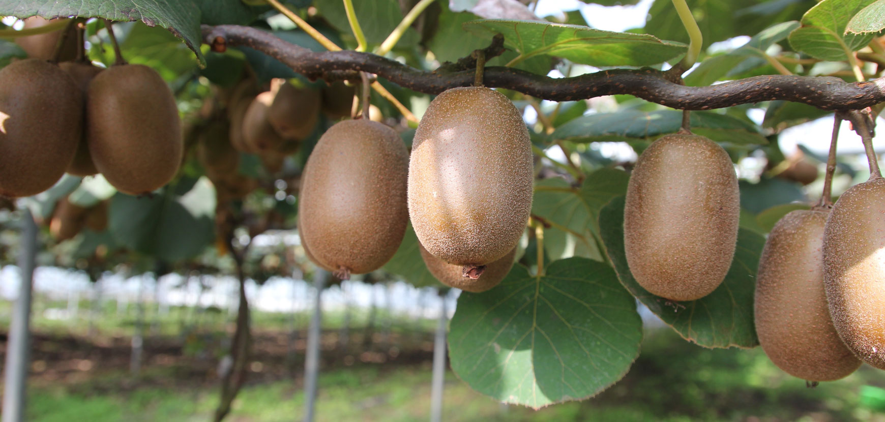 Kiwis Kiwis