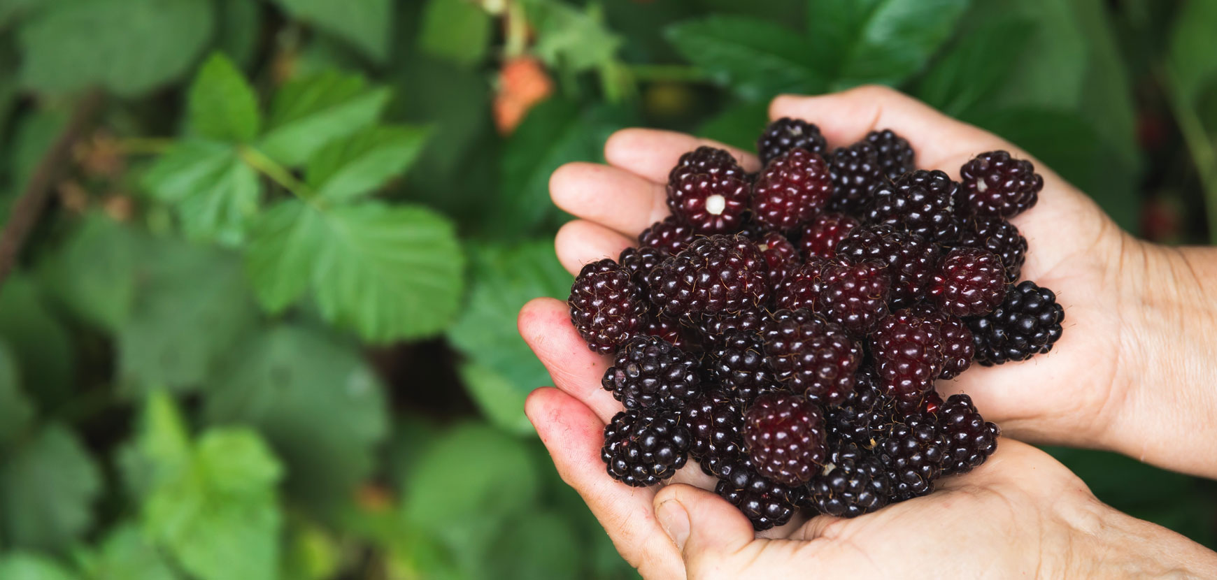 Mûriers ou Ronces à fruits