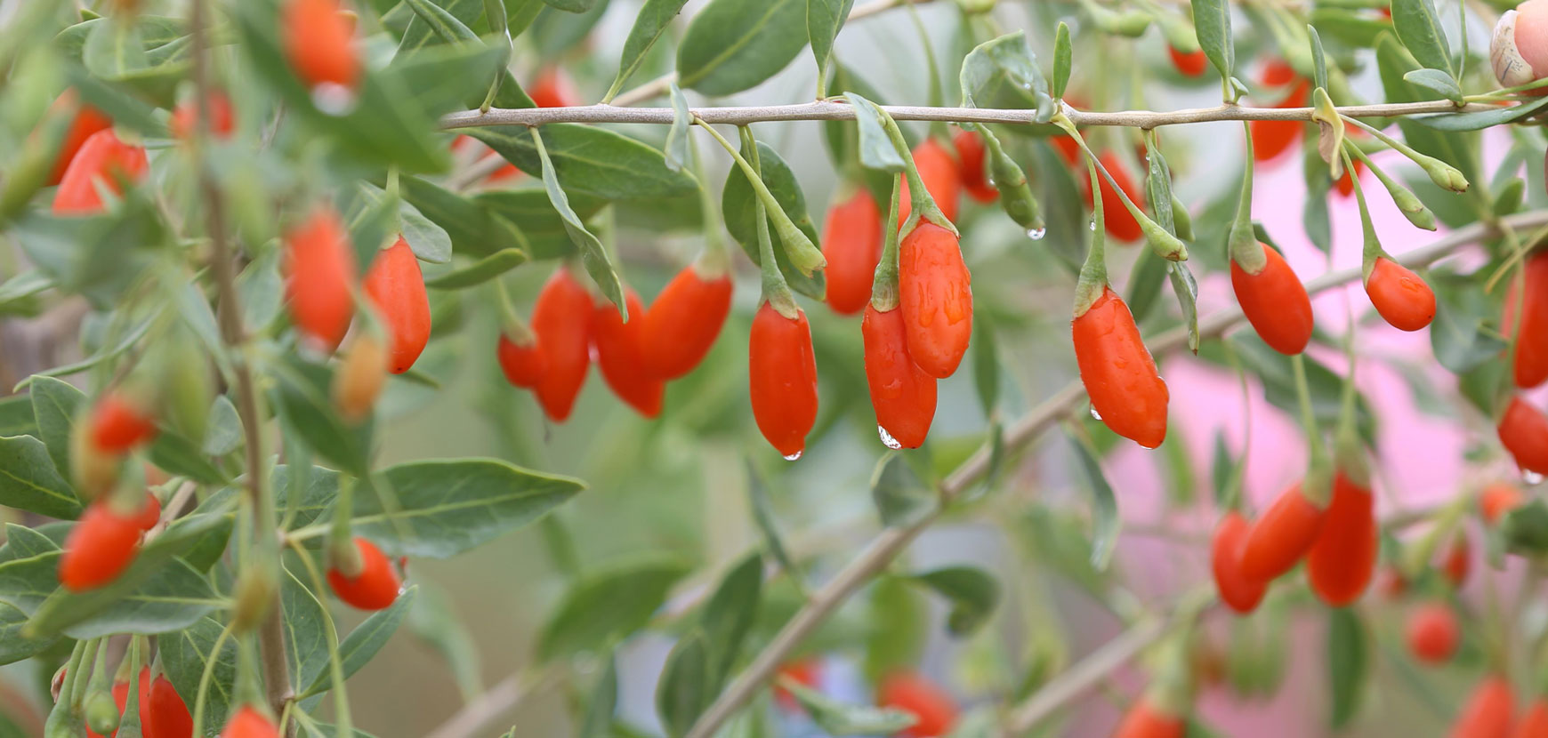 Un Jardin Santé : Quels choix de plantes officinales et nutritionnelles ?