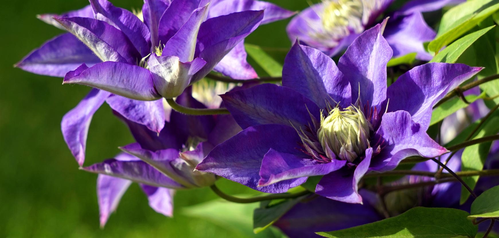 Offre Spéciale Plantes Grimpantes Offre Spéciale Plantes Grimpantes