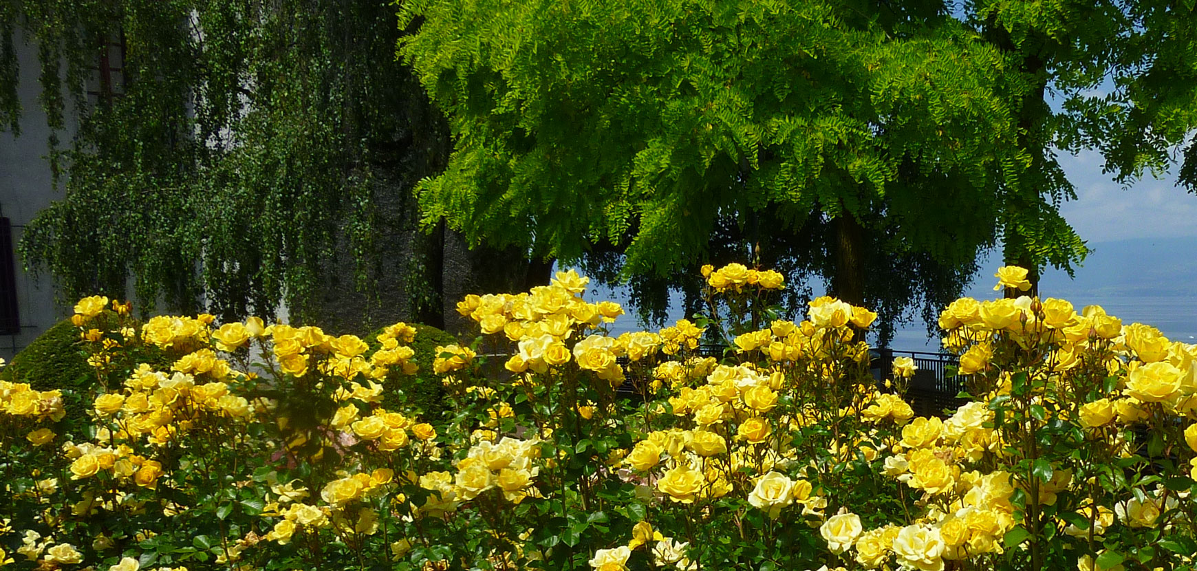 Rosiers labellisés ADR Rosiers labellisés ADR