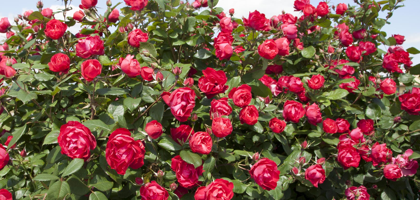 Rosiers zéro phyto et primés Rosiers zéro phyto et primés