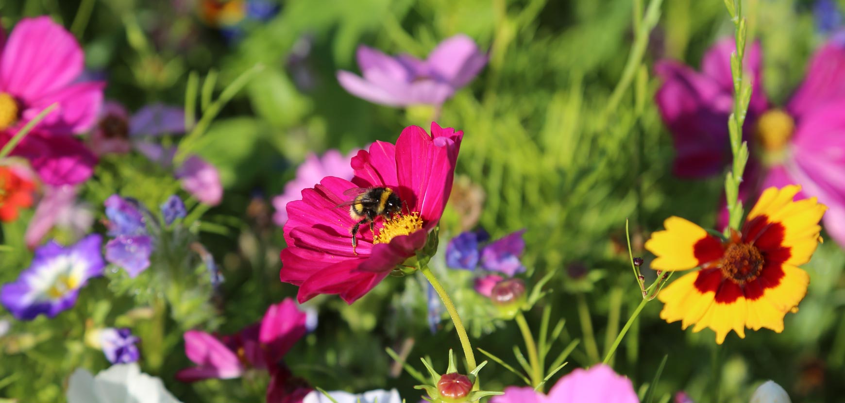 Graines de fleurs