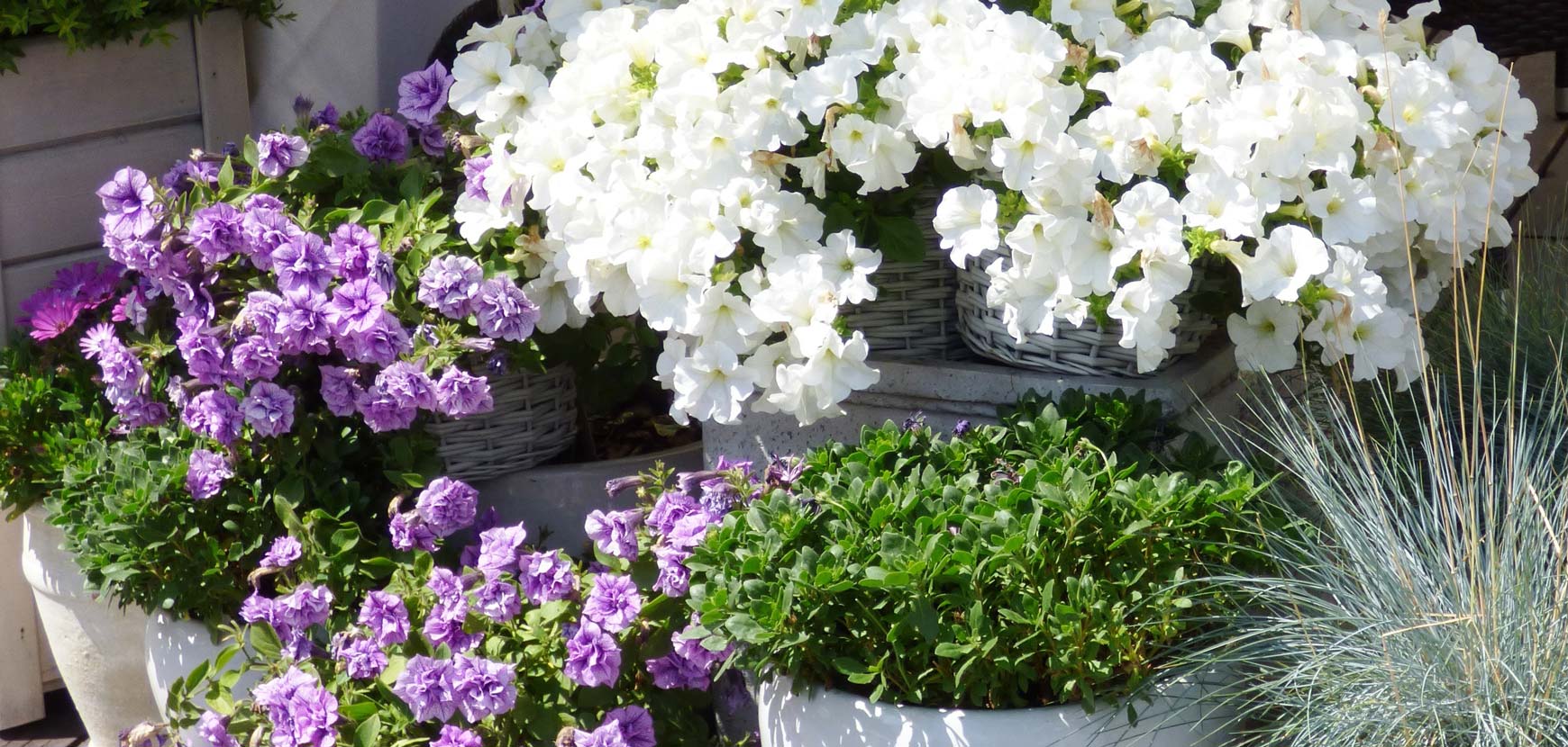 Fleurs de saison par utilisation